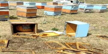 Muş’ta aç kalan ayılar arı kovanlarını parçaladı