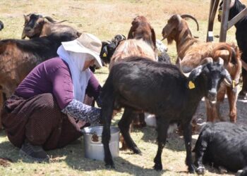 Muş’ta berivanların zorlu süt sağım mesaisi sürüyor