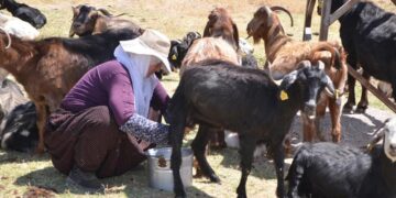 Muş’ta berivanların zorlu süt sağım mesaisi sürüyor