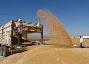 Muş’ta buğdayda rekor üretim! Depolar dolup taştı!