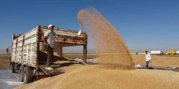Muş’ta buğdayda rekor üretim! Depolar dolup taştı!