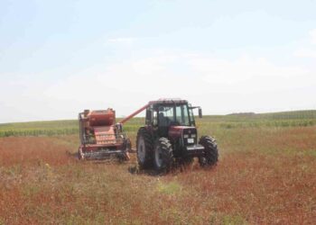Muş’ta ekimi yapılan çölyak hastalarının umudu karabuğday hasat edildi