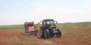 Muş’ta ekimi yapılan çölyak hastalarının umudu karabuğday hasat edildi