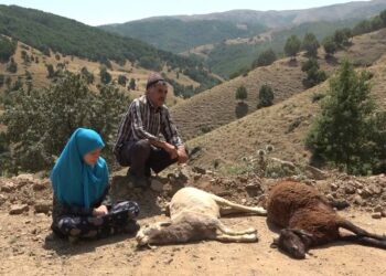 Muş’ta kurt saldırısına uğrayan 35 koyun telef oldu!