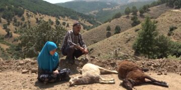 Muş’ta kurt saldırısına uğrayan 35 koyun telef oldu!