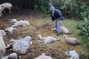 mus ta kurt saldirisina ugrayan 35 koyun telef oldu1 habermeydan