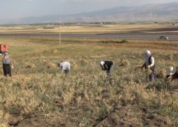 Muş’ta makinelerin giremediği tarlalardaki nohutları kadınlar topluyor