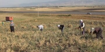 Muş’ta makinelerin giremediği tarlalardaki nohutları kadınlar topluyor