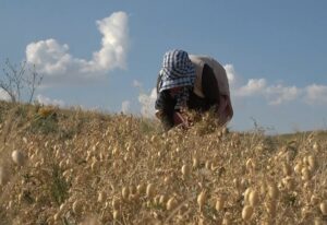mus ta makinelerin giremedigi tarlalardaki nohutlari kadinlar topluyor1 habermeydan