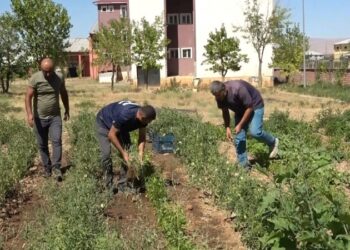 Muş’ta Öğrenciler, okul bahçesinde atıl durumdaki alanı tarıma kazandırdı