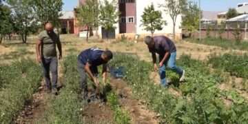 Muş’ta Öğrenciler, okul bahçesinde atıl durumdaki alanı tarıma kazandırdı