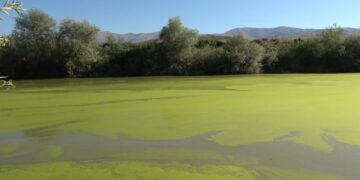Muş’ta yeşile dönen Karasu Nehri alarm veriyor