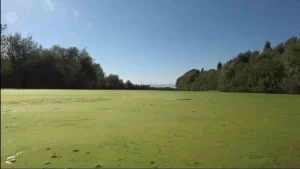 mus ta yesile donen karasu nehri alarm veriyor1 habermeydan