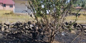 Muş Varto’da anız yangını