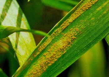 Tahıl ürünlerinde tehlikeli ‘sarı pas’ hastalığı hızla yayılıyor!