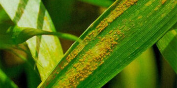 Tahıl ürünlerinde tehlikeli ‘sarı pas’ hastalığı hızla yayılıyor!