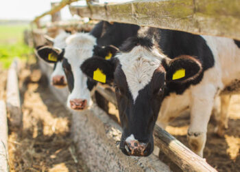 Düve yetiştiriciliği ve alımlarına destek ödemesi