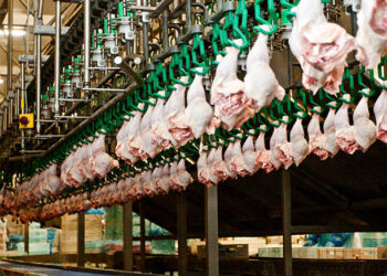 Tavuk eti üretiminde yüzde 3,3’lük artış