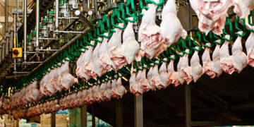Tavuk eti üretiminde yüzde 3,3’lük artış