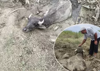 Sel sularının oluşturduğu bataklığa saplanan hayvanları kurtarma operasyonu itfaiye tarafından gerçekleştirildi! Sel sularının oluşturduğu bataklığa saplanan hayvanları kurtarma operasyonu itfaiye tarafından gerçekleştirildi!