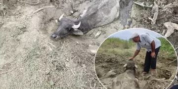 Sel sularının oluşturduğu bataklığa saplanan hayvanları kurtarma operasyonu itfaiye tarafından gerçekleştirildi!