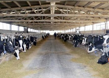 Hayvancılık işletmelerine hibeler verilecek