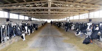 Hayvancılık işletmelerine hibeler verilecek