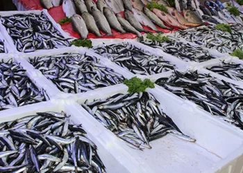 Rize’de sezonun ilk istavrit ve hamsisi 100 lira üzerinden alıcı buluyor