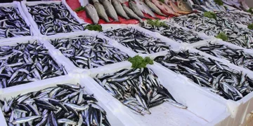 Rize’de sezonun ilk istavrit ve hamsisi 100 lira üzerinden alıcı buluyor