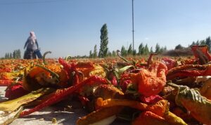 mus lu ciftciler ata tohumundan urettikleri sebzeleri kurutarak satiyorlar1 habermeydan