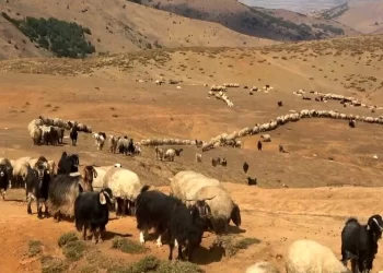 Muş’ta Yaylacılar dönüş hazırlığına başladı