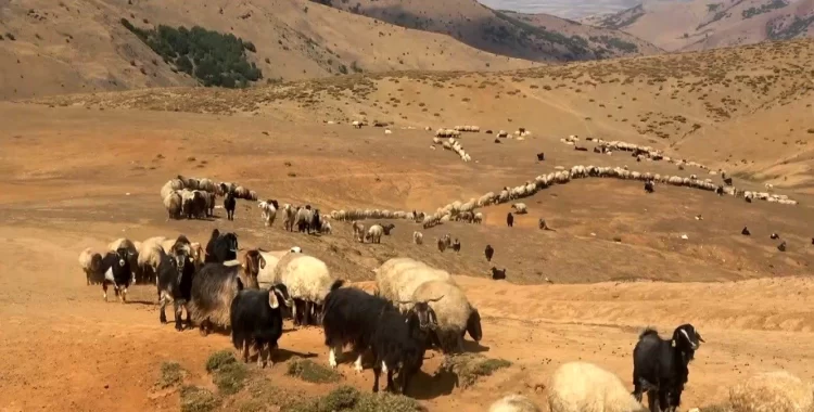 mus ta yaylacilar donus hazirligina basladi habermeydan