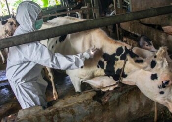 2023 yılında 16 milyon hayvan, şap hastalığına karşı aşılandı