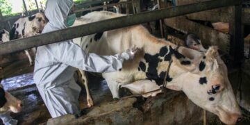 2023 yılında 16 milyon hayvan, şap hastalığına karşı aşılandı