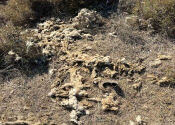 Sinop’ta aç kalan çakallar sürülere saldırıyor