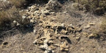 Sinop’ta aç kalan çakallar sürülere saldırıyor