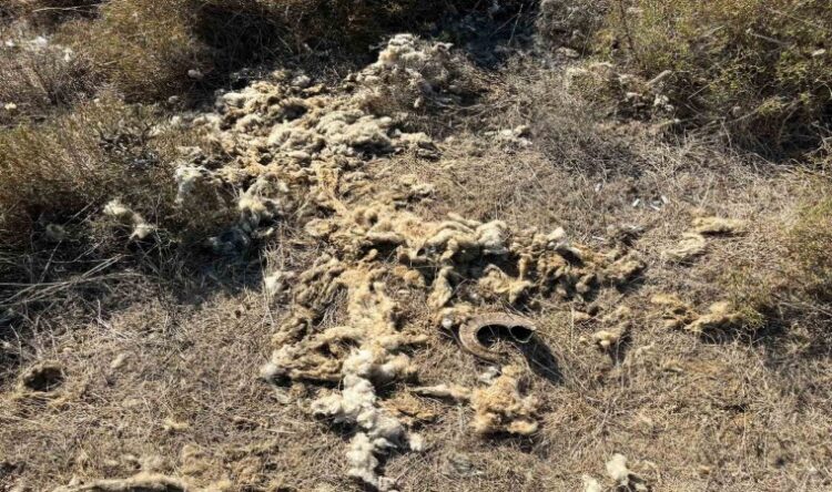 sinop ta ac kalan cakallar surulere saldiriyor1 habermeydan