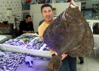 Sinop’ta amatör balıkçı 8,5 kiloluk kalkan balığı yakaladı