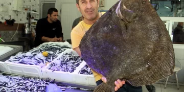 Sinop’ta amatör balıkçı 8,5 kiloluk kalkan balığı yakaladı