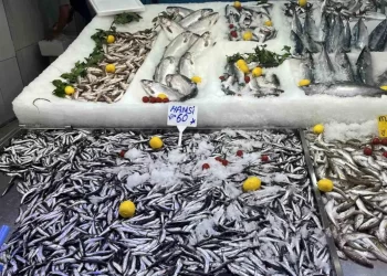 Sinop’ta balık fiyatları düşüşe geçti