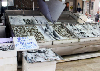 Sinop’ta hamsinin fiyatı yarı yarıya düştü!