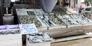 Sinop’ta hamsinin fiyatı yarı yarıya düştü!