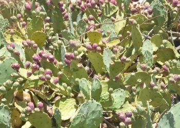 Sinop’un dikenli inciri şifa dağıtıyor