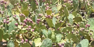 Sinop’un dikenli inciri şifa dağıtıyor