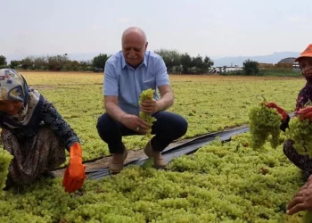 TZOB Genel Başkanı Bayraktar açıkladı: Üzümün kıymetini bilelim