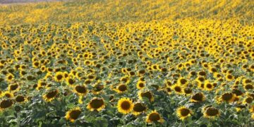 Ayçiçeği üretiminde 22 bin dönümlük artış kaydedildi