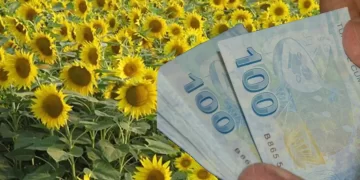 Ayçiçeğine destek 1500 liraya çıktı