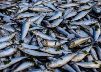Balık fiyatları gerilemeye başladı
