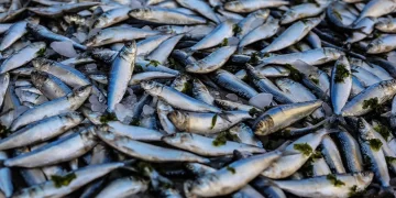 Balık fiyatları gerilemeye başladı