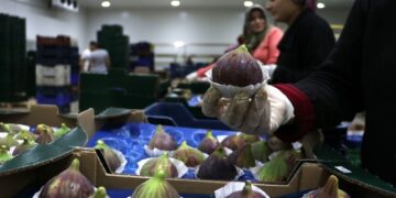 İncir ihracatında tarihi rekor